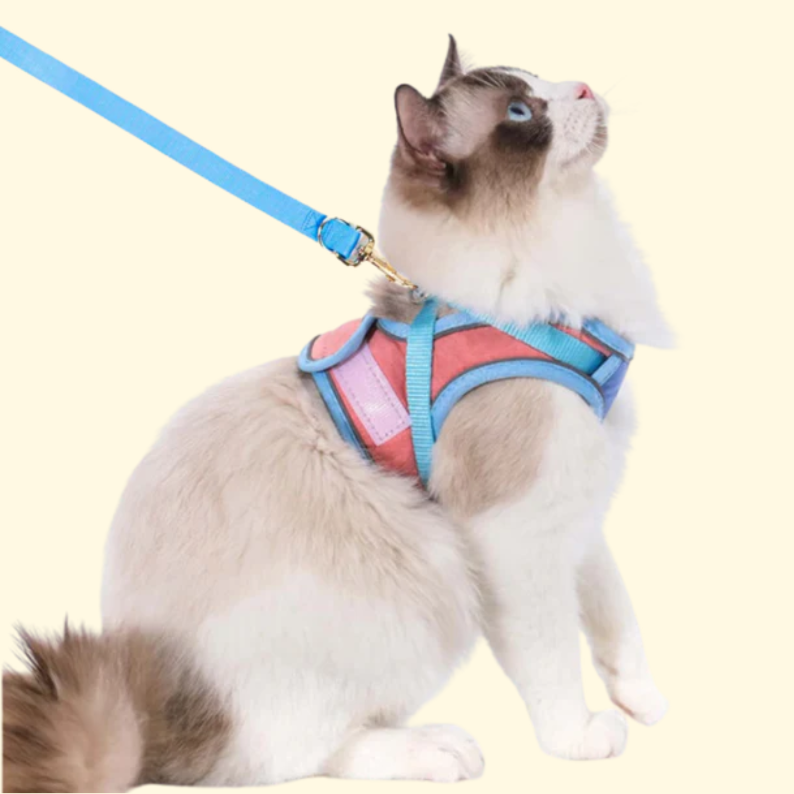 Inspiring Cat Walking Harness With Leash Visual Reference