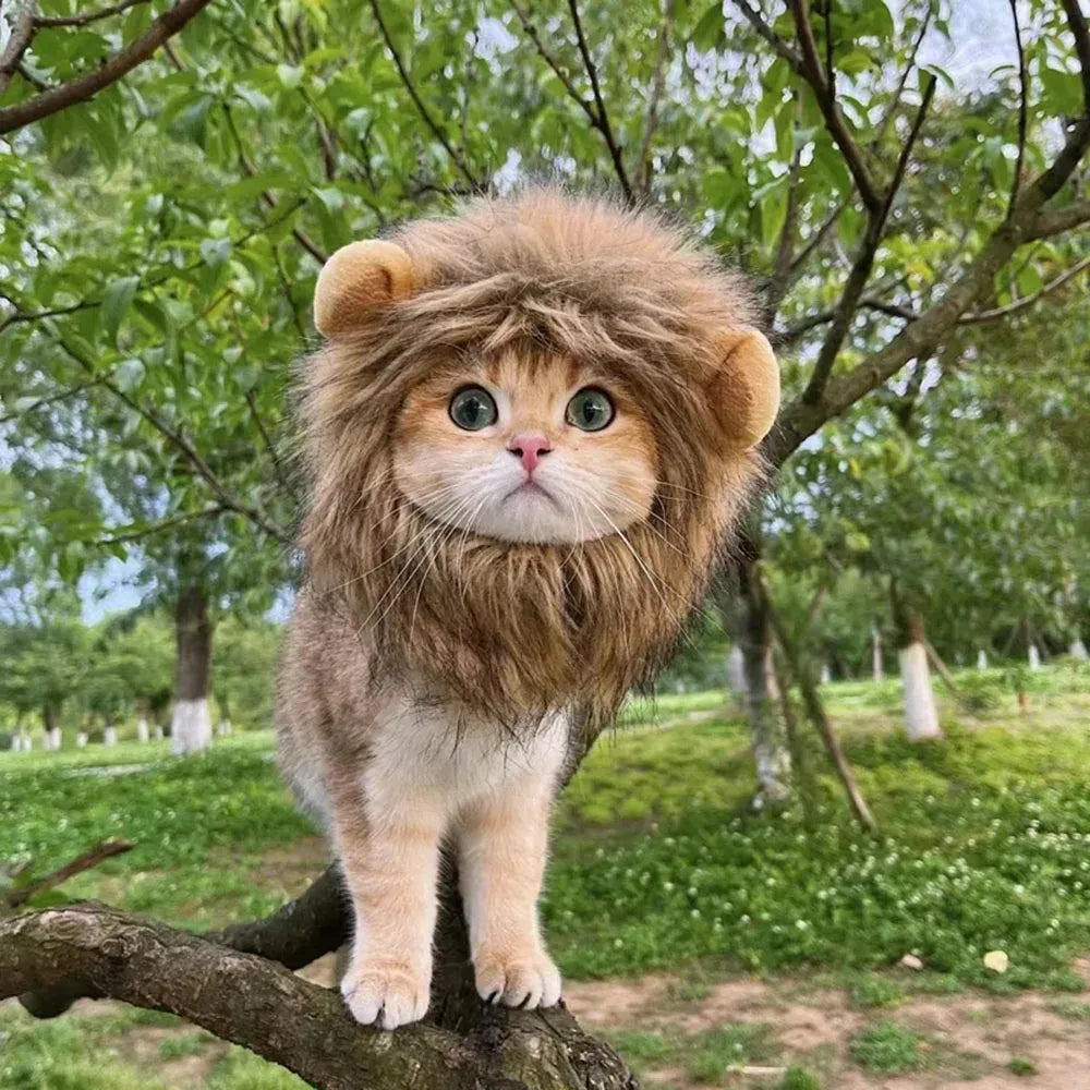 Cute Lion Cat Costume